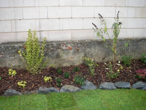 Rasen_Pflanzen _19_.JPG | Tennert & Grede Gartenbau GmbH